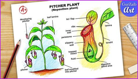 Do pitcher plants eat ants?