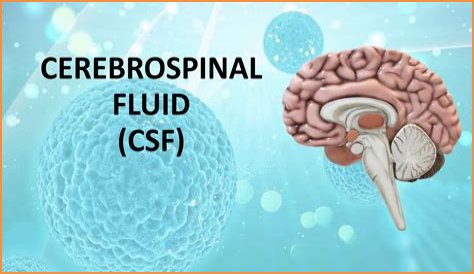 What is the cerebrospinal fluid composed of?